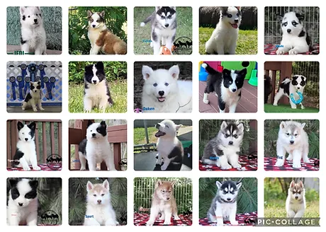 Puppies